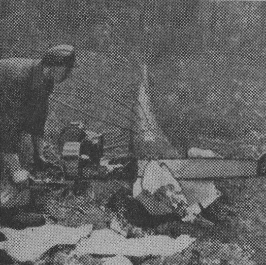 Foto Abschneiden des Waldbarts mit Zweimann-Motorsäge