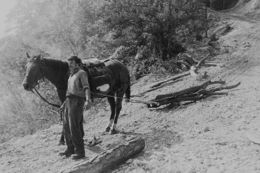 Foto Brennholz rücken mit Pferd