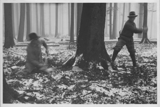 Foto Muster-Holzhauergruppe beim Anschroten eines Baumes