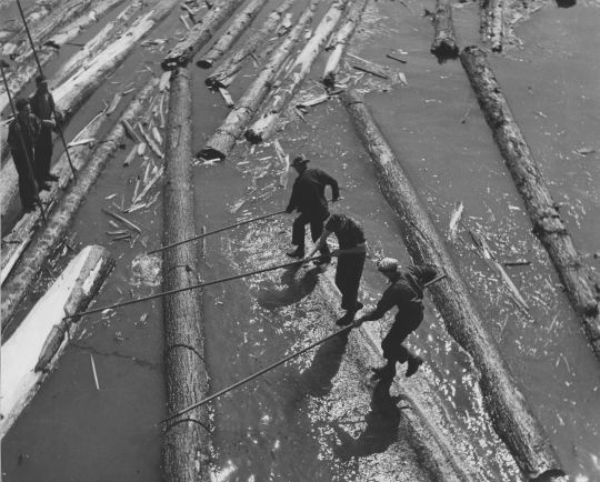 Foto Drei Holzer stemmen einen Baumstamm