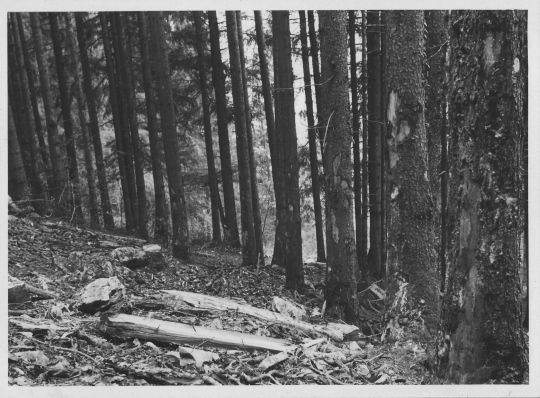 Foto Durch Riesen beschädigter Wald