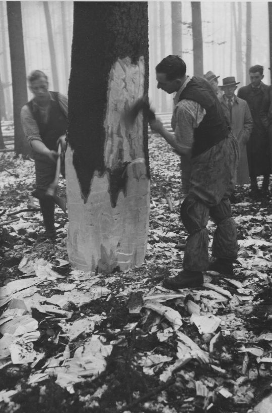 Foto Muster-Holzhauergruppe der Schweiz: Vorbereitung der Holzfällung