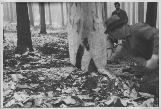 Foto Holzhauergruppe des Waldwirtschafts-Verbandes: Sägen des Stammes