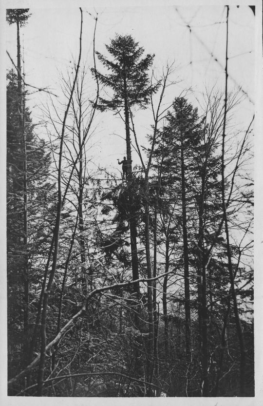 Foto Entasten einer stehenden Tanne