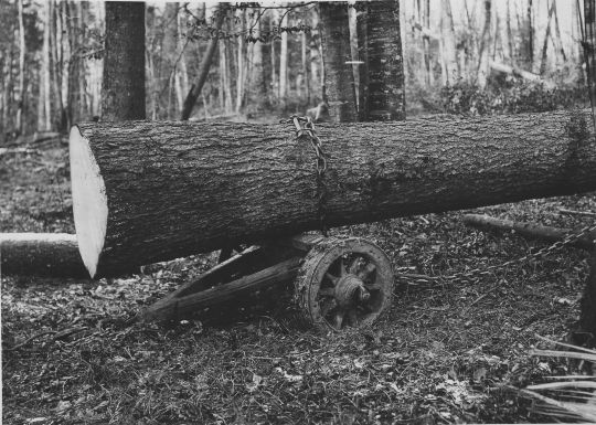 Foto Stammholztransport mit Wagen