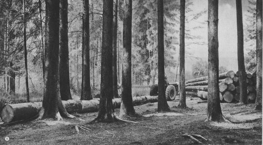 Foto Stammholztransport mit Wagen