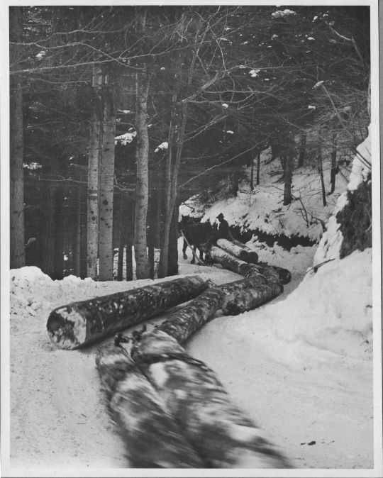 Foto Langholztransport mit Pferdeschlitten