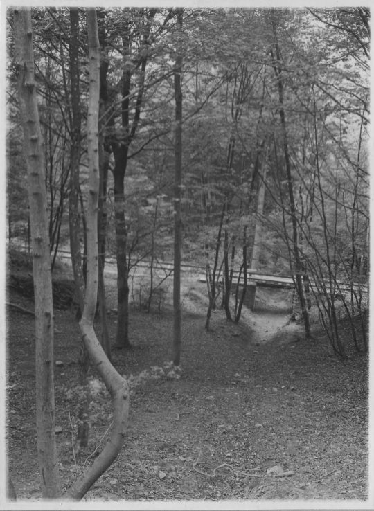 Foto Schleifweg zur Holzabfuhr, der unter einer Bahnlinie durchführt