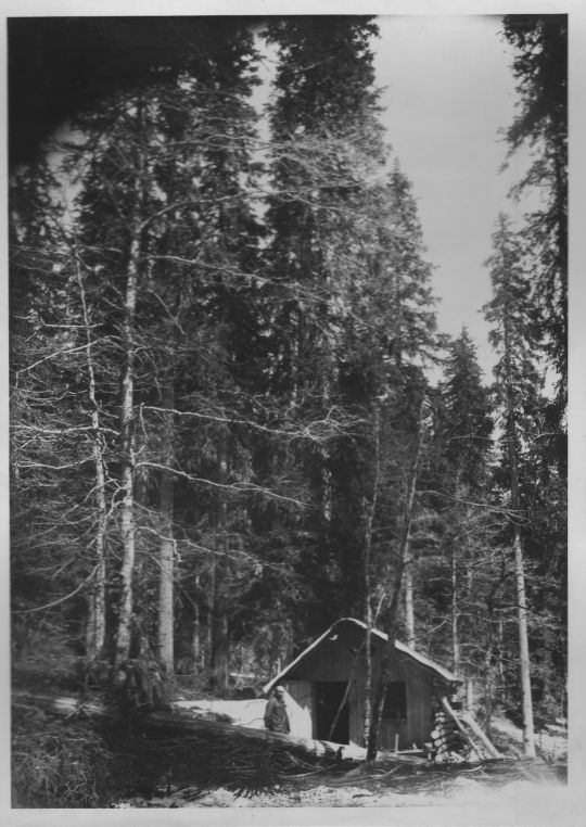 Foto Hütte im Wald