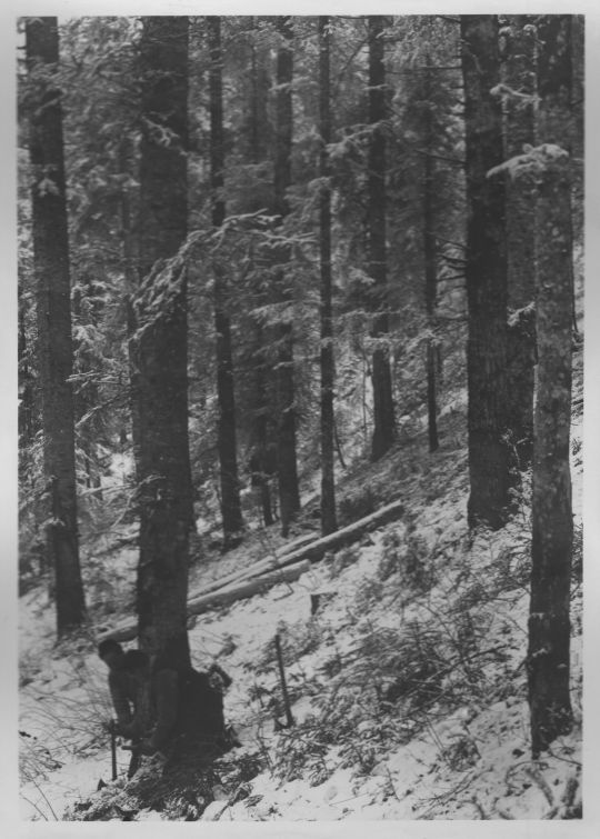 Foto Holzfällung in den Jura-Wäldern