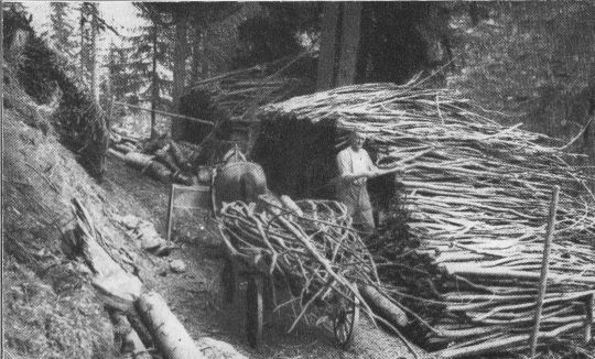 Foto Transport von Astholz mit Pferdefuhrwerk