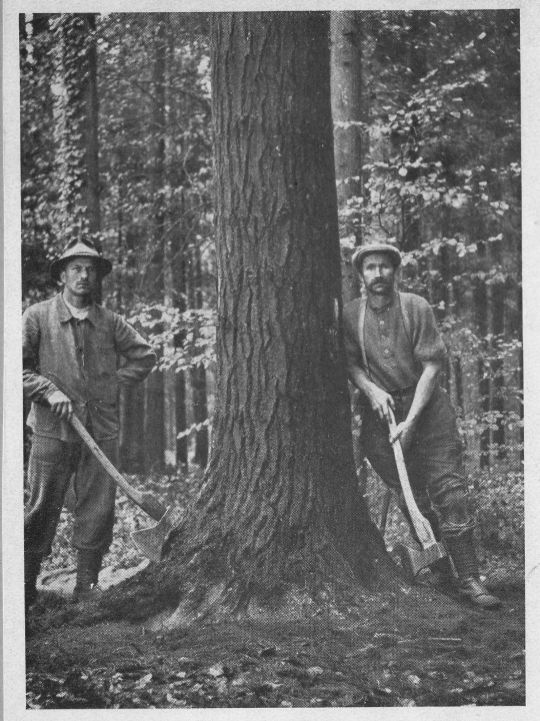Foto Holzfäller im bernischen Staatswald