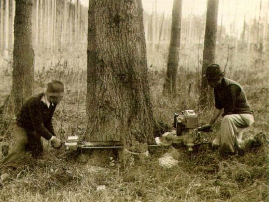 Foto Fällen mit der Stihl-Zweimannmotorsäge