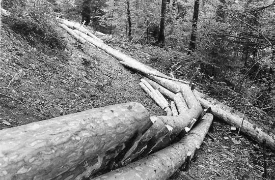 Foto Einfache Riese / Riesweg