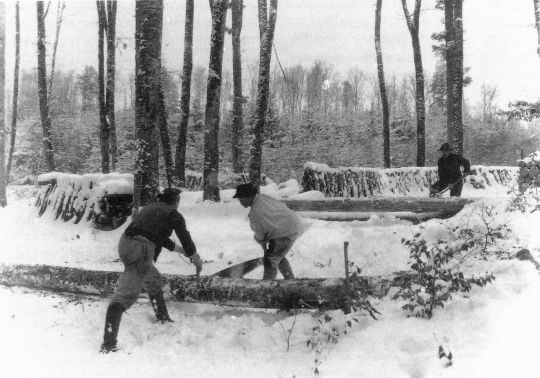 Foto Aufarbeiten des Holzes im Wald.