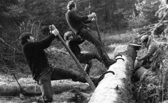 Foto Wenden eines Baumstammes