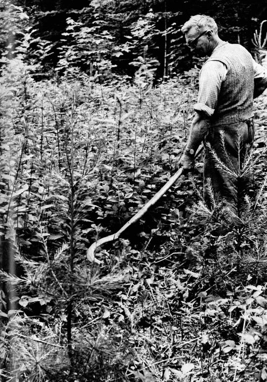 Foto Ein Arbeiter schneidet die Krautschicht mit einer Waldsichel