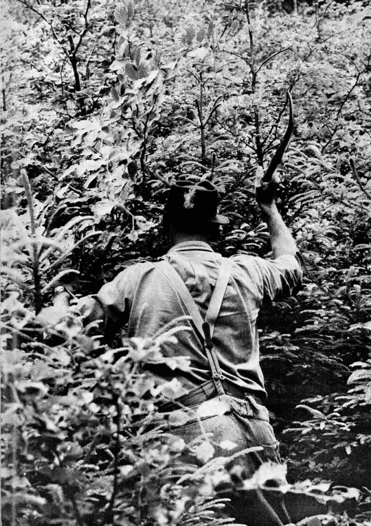 Foto Ein Arbeiter lichtet dichten Jungwuchs.