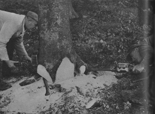 Foto Ansetzen zum Hebel-Fällschnitt mit der Zweimann-Motorsäge