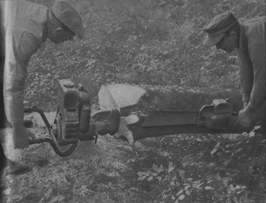 Foto Entfernen eines Wurzelanlaufs mit der Zweimann-Motorsäge nach der Fällung