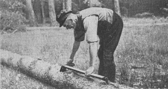 Foto "Vermessen von Stämmen: 1 Mann mit Meterreisser"
