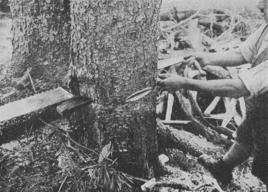 Foto "Fällen eines Zwiesels. Fellkerb im Sägeschnitt, Keilen von der Seite."