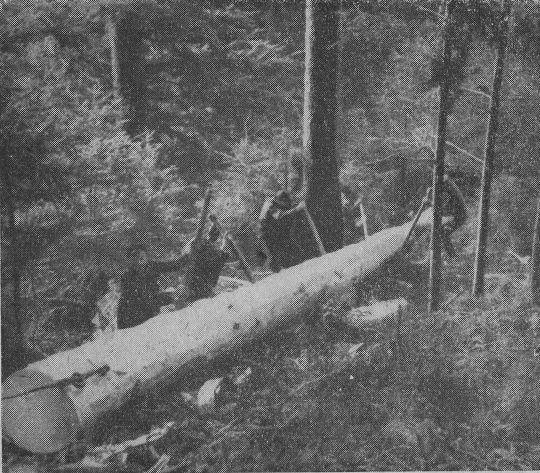 Foto "Der angeseilte Stamm wird mit Sapinen geführt"