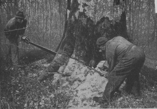 Foto "Schrägschnitt. Anlage des Fallkerbs."