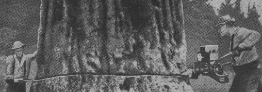 Foto "Fällschnitt im Starkholz (2,5 Meter Schnittdurchmesser)"