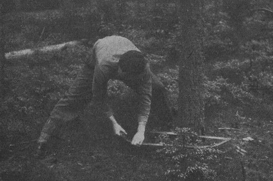 Foto "Fällschnitt mit Einmannsäge stehend (Schwedische Technik)"