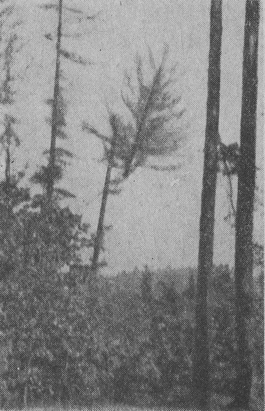 Foto "Die Krone der Lärche im Augenblick der Sprengung"