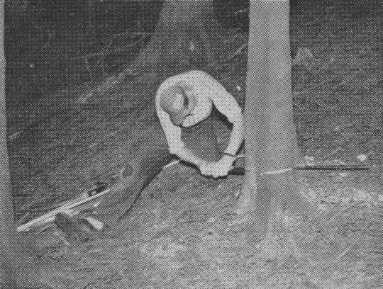 Foto "Fällschnitt mit der Stosssäge am Steilhang am ersten Tag"