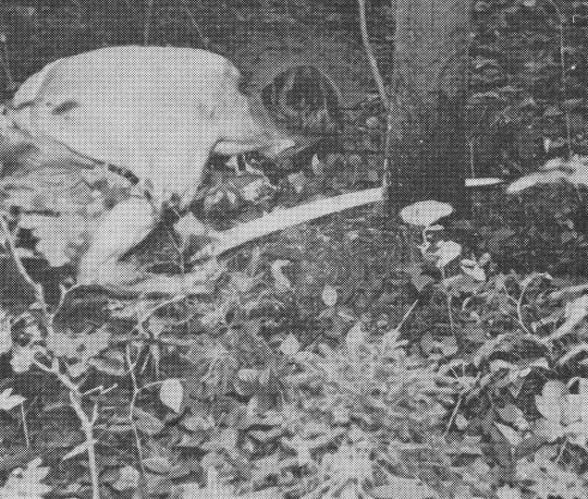 Foto "Fällschnitt mit der Einmannzugsäge im ebenen Gelände bei schwachem  Holz..."