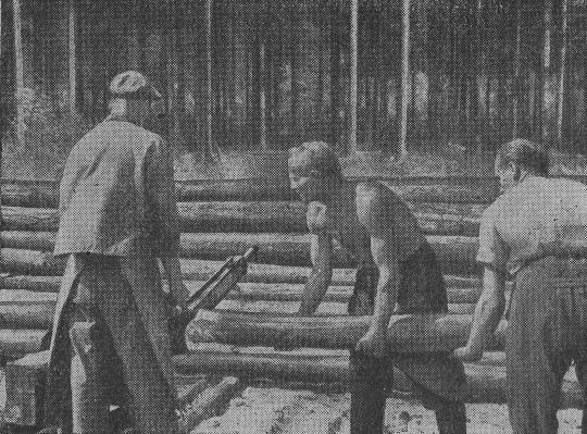 Foto "Einsatz der Motorkettensäge mit einem Einschneidebock als Vorstufe...."