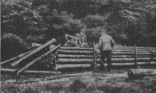 Foto "Stapelschnitt mit Motorsäge"