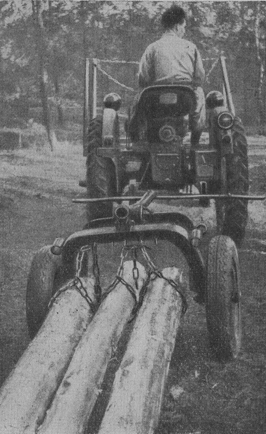 Foto "Schwächere Stämme werden zu mehreren auf einmal gerückt"