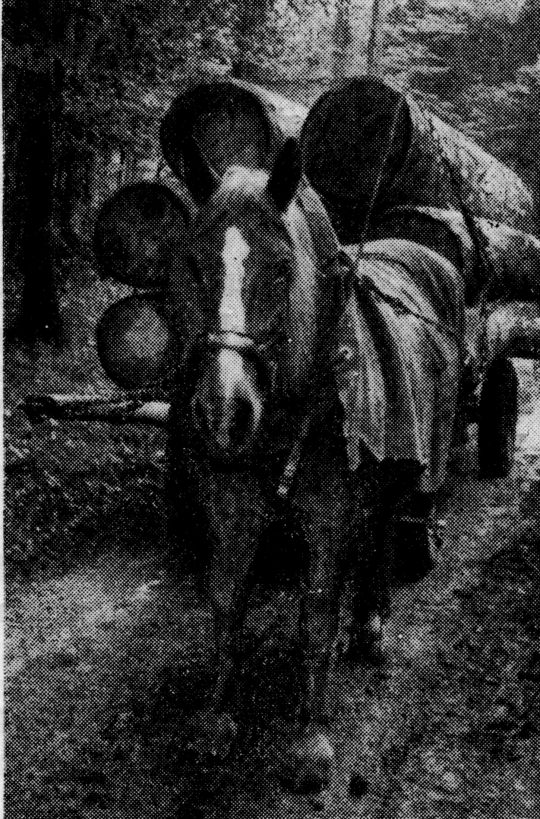 Foto "Luftgummibereifter Wagen zum Transport von Rundholz"