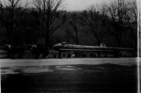 Foto "Transport eines Holländerstammes mit dem Pferdefuhrwerk..."