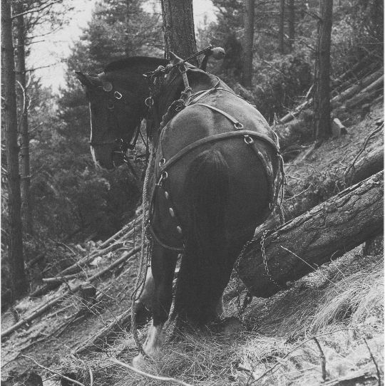 Foto Pferdeeinsatz beim Holzrücken