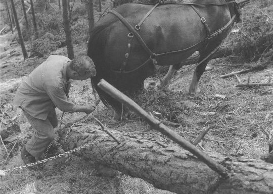 Foto Pferdeeinsatz beim Holzrücken
