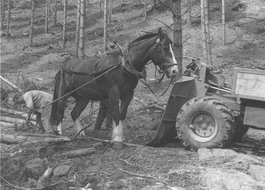 Foto Pferdeeinsatz beim Holzrücken