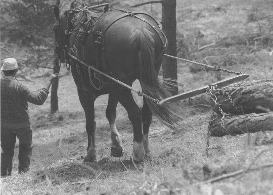 Foto Pferdeeinsatz beim Holzrücken
