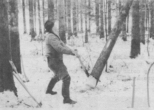 Foto Zufallbringen eines hängengebliebenen Stammes
