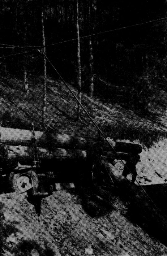 Foto "Wenn genug Platz ist, um die Stämme bei mittiger Anhängung zuzuziehen..."