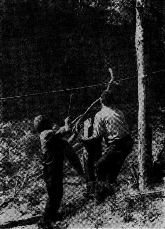 Foto "Beladung(der Lasso-Anlage)durch Herunterziehen des Seiles mit einer Astgabel"