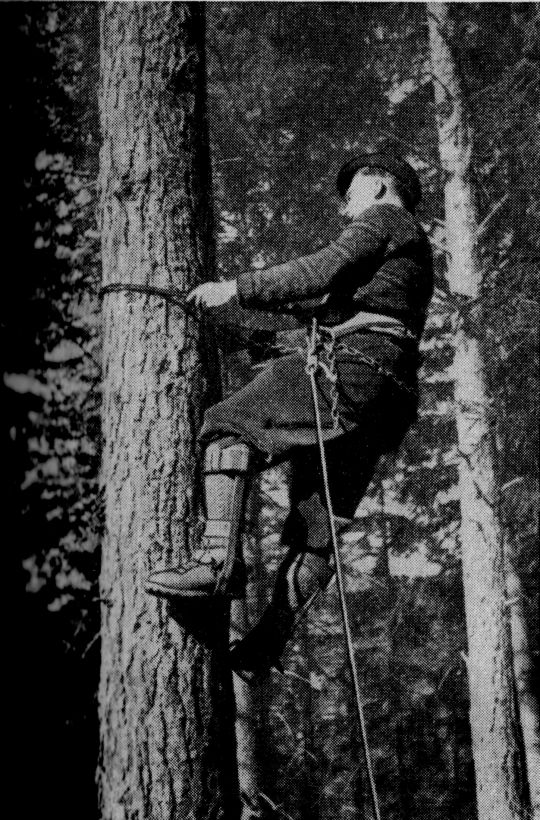 Foto "Steigen mit Baumsteigeisen und Sicherheitsgurt"