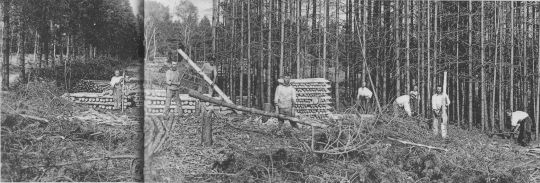 Foto Fällen und Aufarbeiten