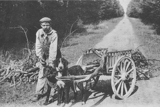 Foto Transport mit Hunden