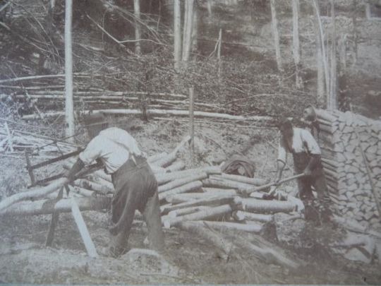 Foto "Waldschäden"