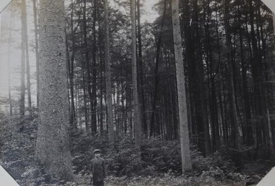 Foto "Waldpartie mit jungem Mann"